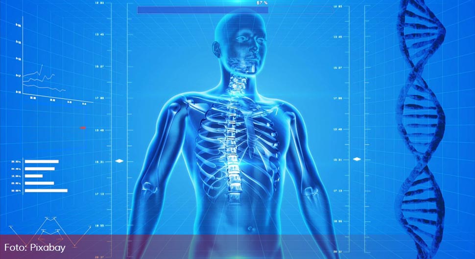 ljudski skelet.jpg